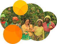 African Mango - ovocnářství v Kamerunu